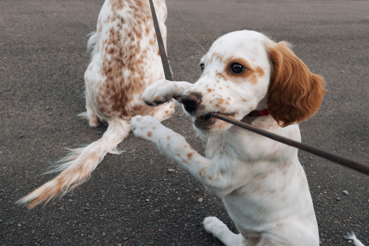 A young puppy holding a leash in its mouth while an owner stands still and offers a treat to trade for the leash