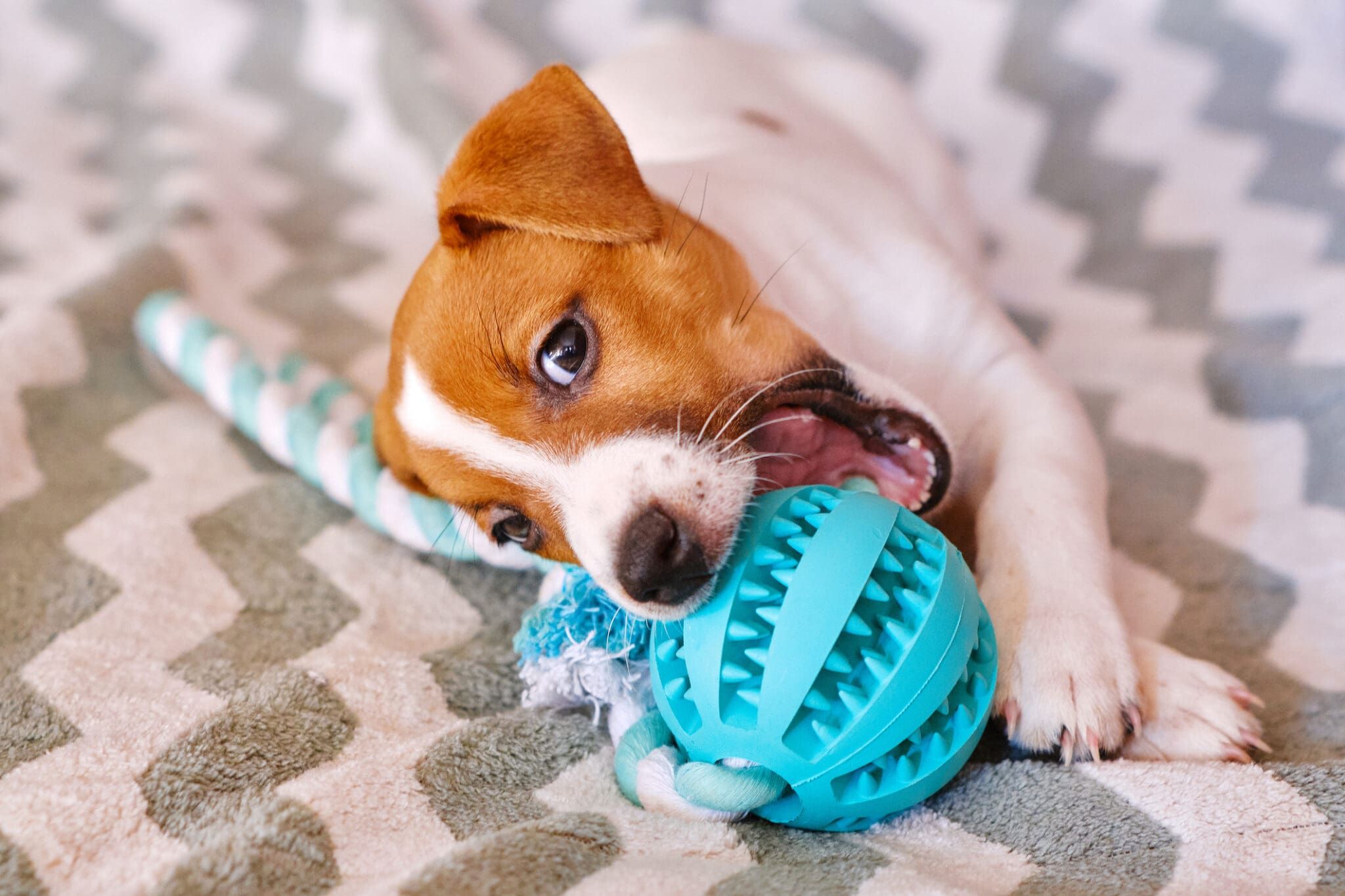 7 Proven Ways to Stop Puppy Biting and Nipping