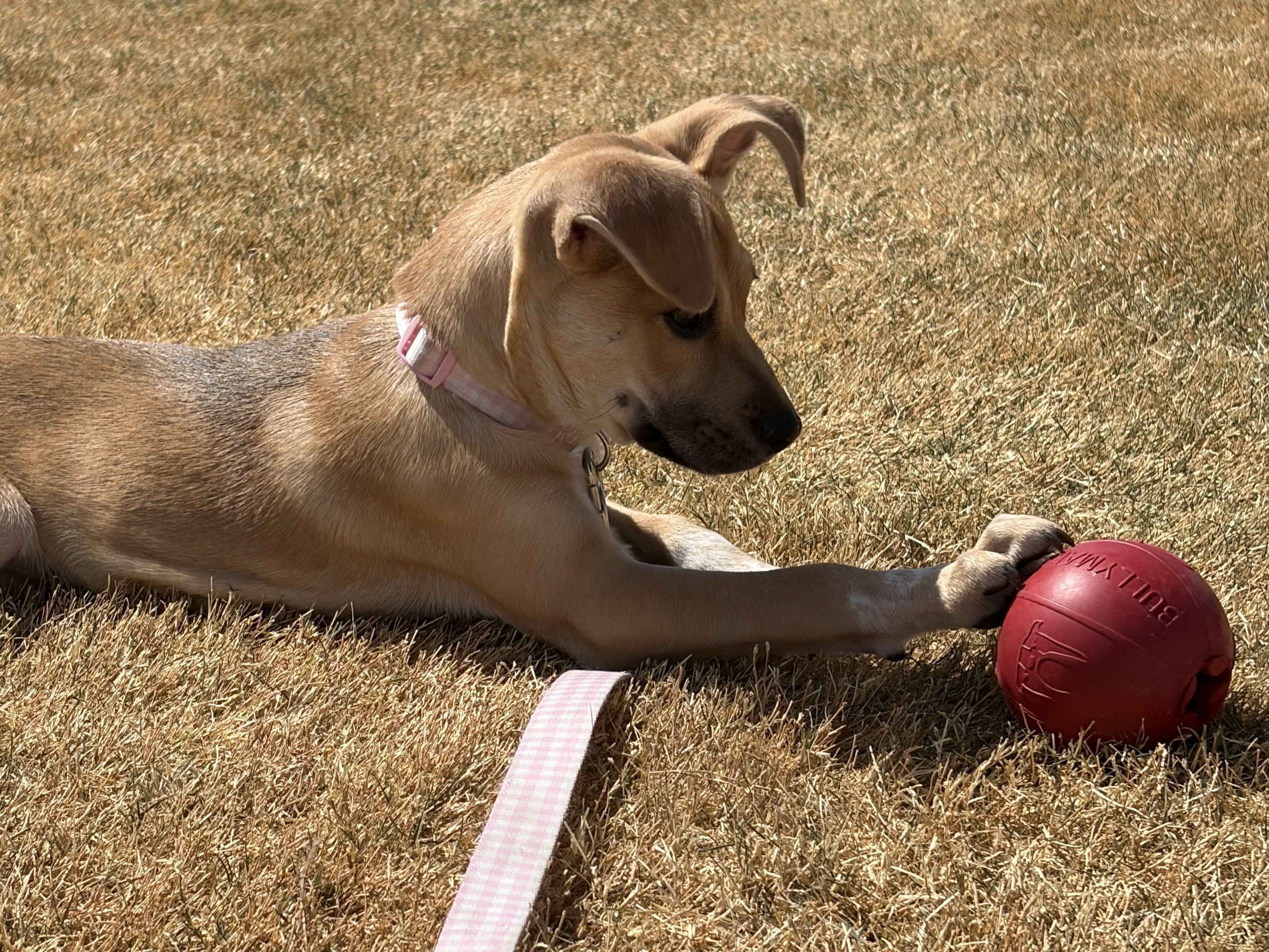 Destructive Chewing: Redirect Your Puppy to the Right Toys