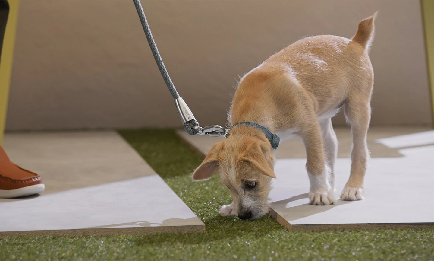 A young puppy on a leash sniffing a designated potty spot in a small backyard while an owner waits quietly nearby
