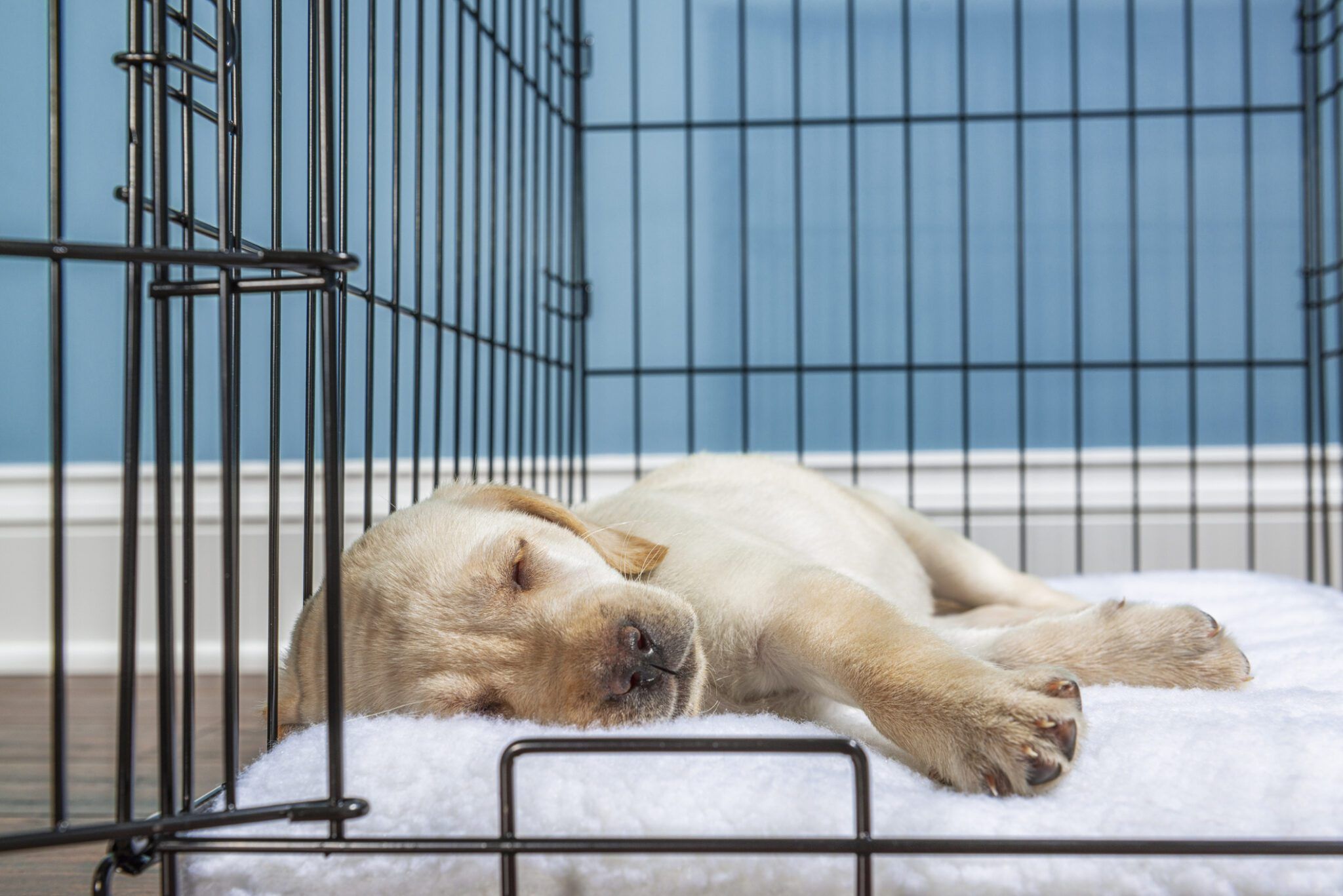 A young puppy resting inside a wire crate with a soft bed and chew toy while the crate door is open in a living room