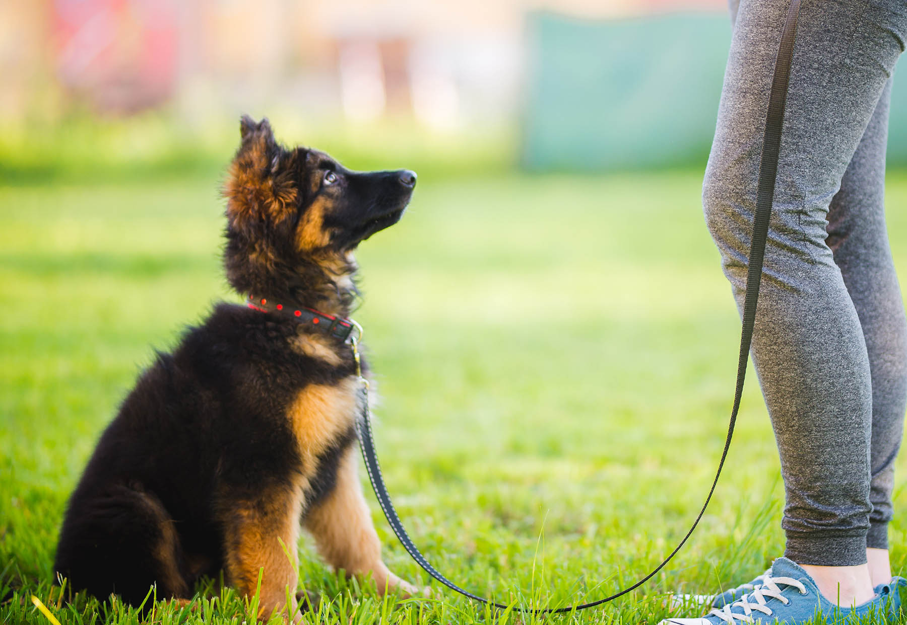 The First 5 Commands to Teach Your New Puppy