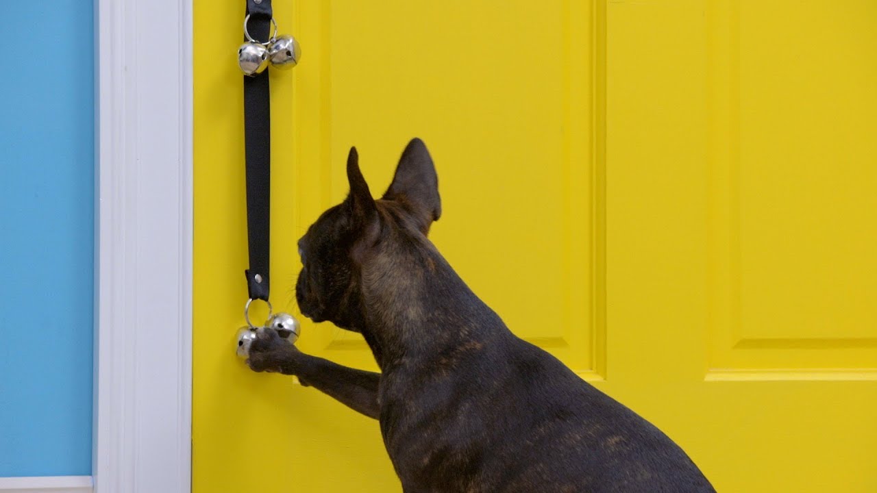 How to Bell Train Your Puppy