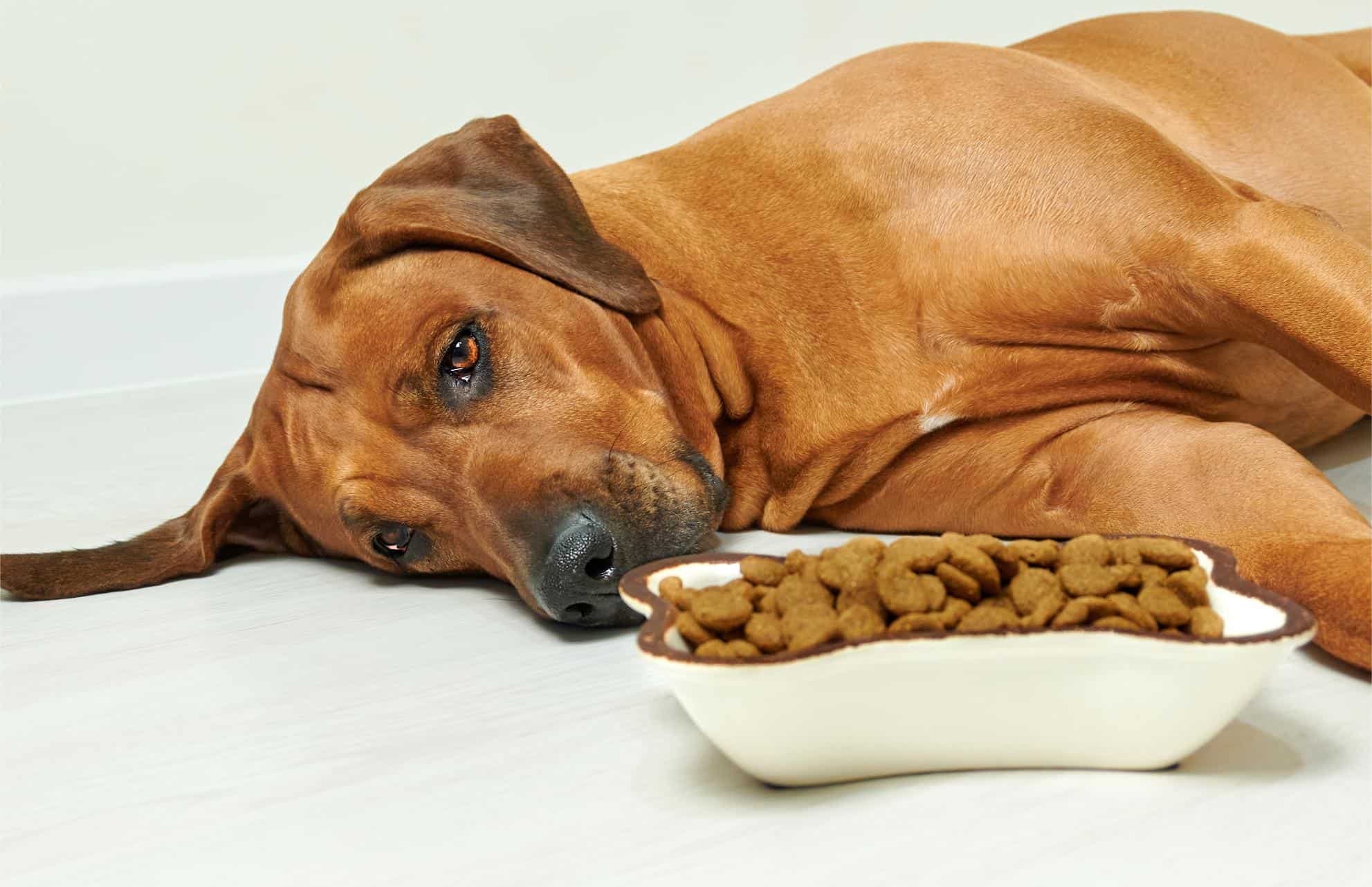 Why Your Puppy Isn’t Eating