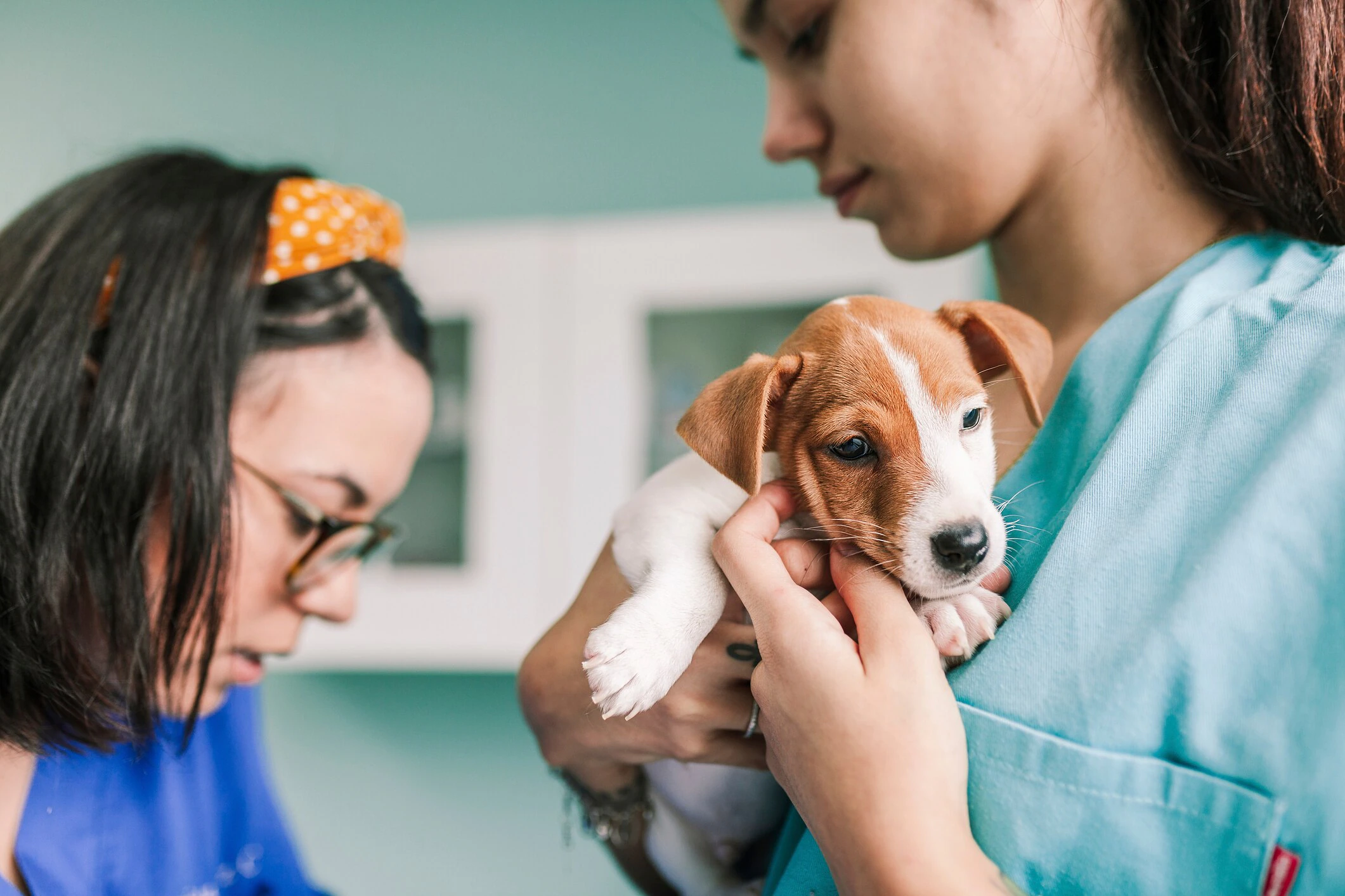 Your Puppy's First Vet Visit Checklist