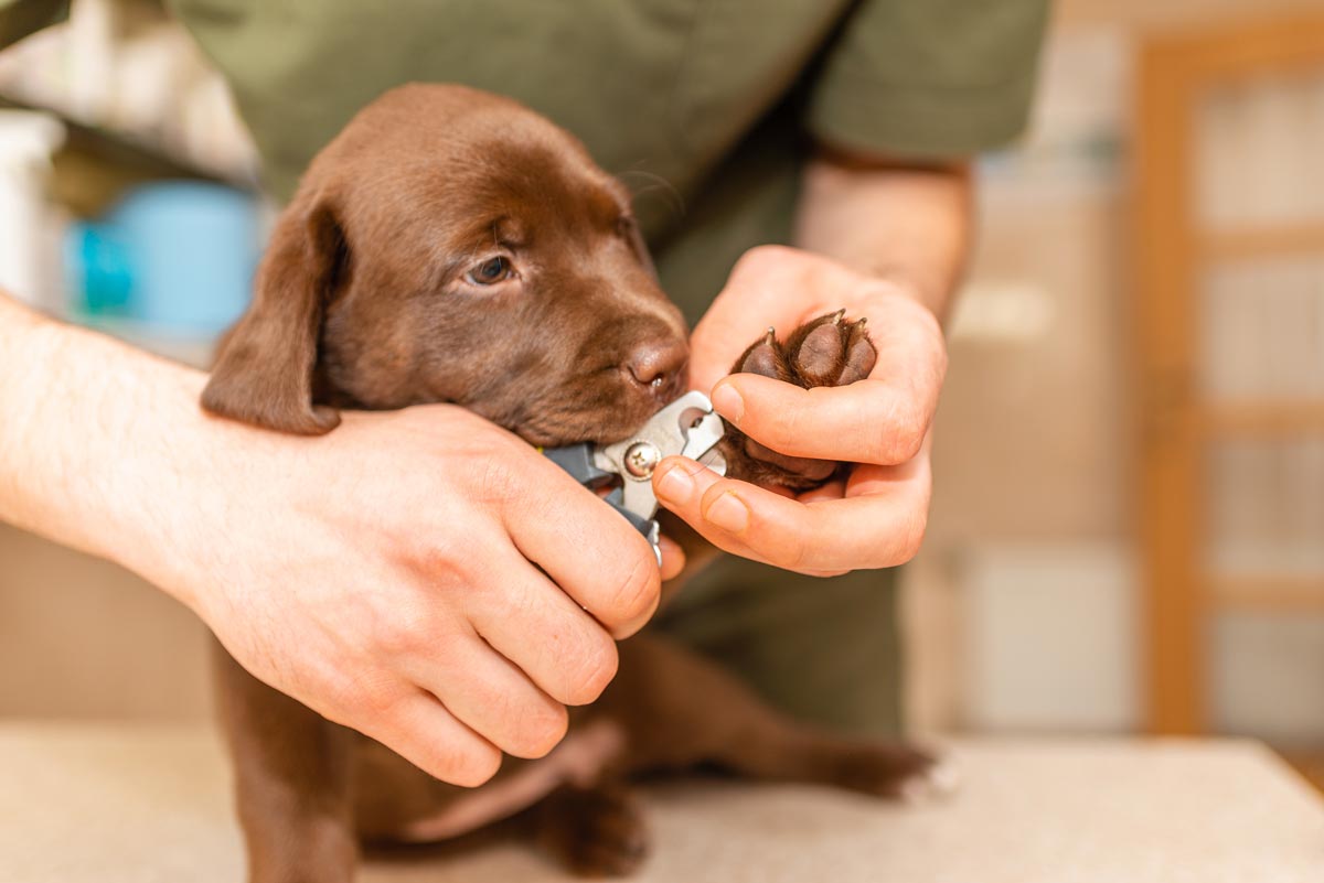 A young puppy sitting on an owner’s lap while the owner gently holds a paw and offers a small treat during nail trim practice