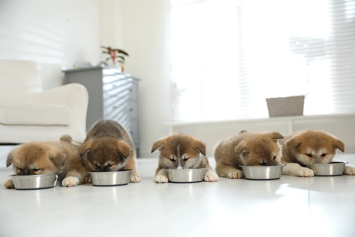 Ideal Puppy Feeding Schedule (8 Weeks to 1 Year)