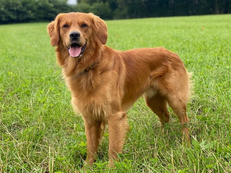 An adolescent Golden Retriever standing in a grassy yard, looking sturdy and mid-growth with a youthful face