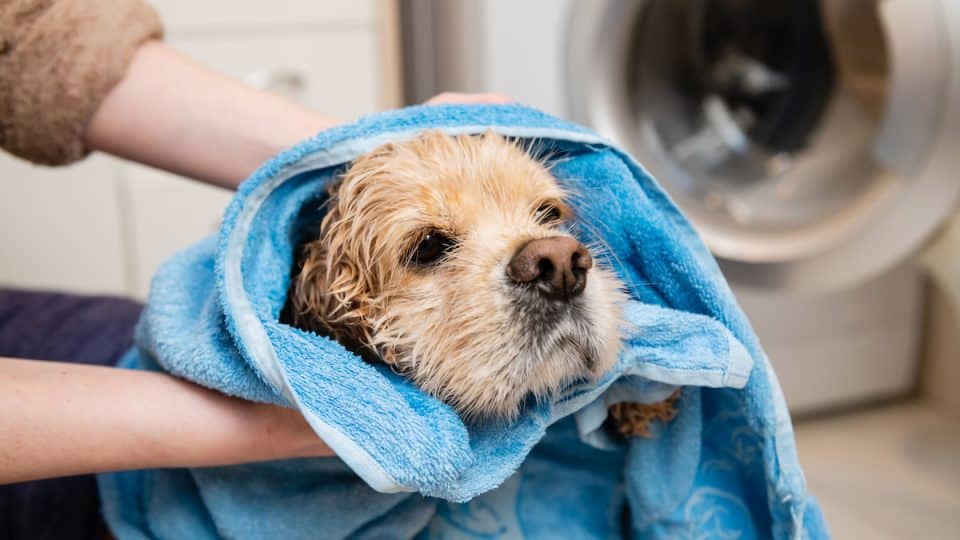An owner gently towel drying a wet puppy on a bathroom floor with the puppy wrapped snugly in a soft towel