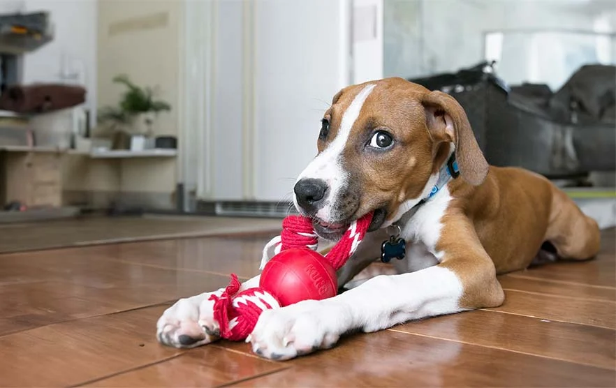 An owner holding a fleece tug toy while a small puppy grabs the toy instead of the owner's hand during indoor play